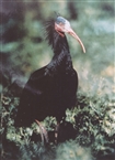 Northern bald ibis, also known as Hermit ibis, or Wald rap and Geronticus eremita