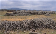 On the way to Kıyıköy and the Black Sea: piles of firewood on the slopes of Strandža / Istranca Dağları