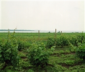 The vineyards of Pomorie by the sea