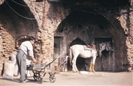 Άλογο στο παλαιό χάνι του Γκαζβίν (Ιράν το 2000)