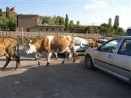 Κοπάδι αγελάδες ανάμεσα σε σταθμευμένα αυτοκίνητα στην είσοδο του Κάστρου του Βαν