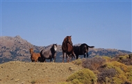Ελεύθερα άλογα στην Ίμβρο (το 2003)