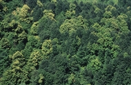 Τα δάση της Βιθυνίας