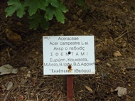 Στον Βοτανικό Κήπο Διομήδη: η πινακίδα αναφέρεται στο σφεντάμι και στον Θεόφραστο