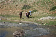 Χωρική με δυο άλογα στην άγρια ερημιά (στα μέρη της Κορυτσάς, τον Απρίλιο του 2010)