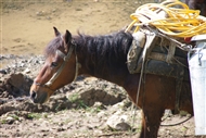 Στα μέρη της Κορυτσάς, τον Απρίλιο του 2010: Το φορτωμένο άλογο (κοντινό) και το φθαρμένο σαμάρι