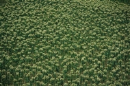 Νομός Ξάνθης: Καπνοχώραφα σε σχήμα βέλους κοντά στο χωριό Μύκη (Αύγουστος 1982)