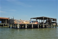 Στο Δέλτα του Έβρου (Μάιος 2009): Ξύλινες πασσαλόπηκτες εγκαταστάσεις με δίχτυα κι άλλα σύνεργα ψαρικής