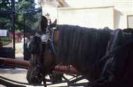 Έξω από την Αγία Τριάδα / Θεολογική Σχολή Χάλκης: ένα από τα άλογα που σέρνουν τα παϊτόνια (αμαξάκια)