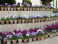 Σιράζ: Βιολέτες κι άλλα λουλούδια - εκατοντάδες γλάστρες στο Μαυσωλείο του Σααντί