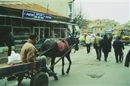 Horses and chariots in Kırklareli downtown