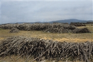 On the way to Kıyıköy and the Black Sea: piles of firewood on the slopes of Strandža / Istranca Dağları