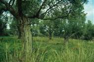 The olive grove of Makre at the coast of the North Aegean (Thrace)