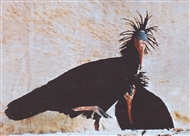 Northern bald ibis, also known as Hermit ibis