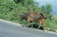Cow climbing the slope of the Paplagonian Mt above Amasra
