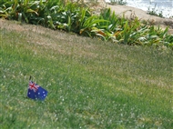 Thracian peninsula / Gallipoli peninsula: A small Australian flag in the ANZAC Cove
