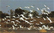 Wild swans in the Dnieper Gulf