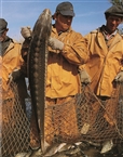 Sturgeon in the nets of Volga fishermen