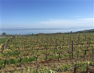 The vineyards of Hoşköy and the Sea of Marmara