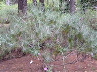 In the Diomedes Botanic Garden: shrubby knapweed