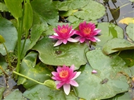 Water lilies in the Flower Field of the Diomedes Botanic Garden
