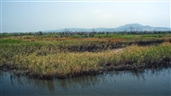 Delta of the River Evros / Hebrus (in 1995)