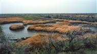 Delta of the River Evros / Hebrus (1995)