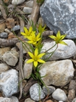 Wild flowers in Hymettus Mountain: Spring is coming