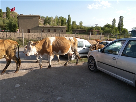 T_ASAN_VVAN_F_113.JPG