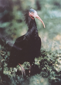 TAS_SEU_BIR_ IBIS_Geronticus_eremita_002.jpg