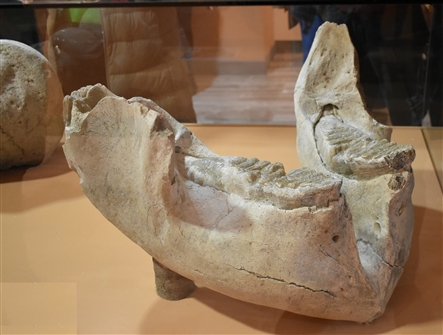 GMW_FL_ARC_MUS_002.JPG