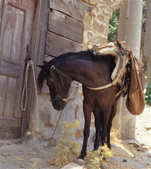 HORSE_L_T_012.jpg