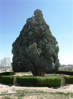 IR-YP-AB-TREE-017.JPG