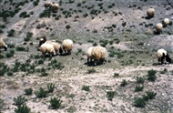 ΒΔ Ιράν, κοντά στα σύνορα με την Τουρκία: Πρόβατα