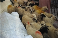 Άγιος Στέφανος: βυζαντινή σαρκοφάγος και πρόβατα στην αυλή