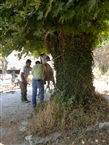 Το πετάλωμα της νεαρής φοράδας Μάρως αρχίζει