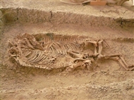 Στο αρχαιοθρακικό ταφικό μνημείο της Δοξιπάρας: Εφεδρικό άλογο στην Ταφή Αλόγων Α