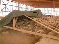 Στον θρακικό Τύμβο της Δοξιπάρας (το 2011): Σκελετοί αλόγων