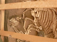 Στον θρακικό Τύμβο της Δοξιπάρας (το 2011): Σκελετός αλόγου, το οποίο φορούσε καπίστρι