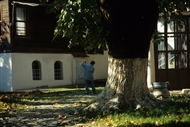 Στον αυλόγυρο της Αγίας Παρασκευής Μπουγιούκντερέ με τα πελώρια δέντρα (στον Άνω Βόσπορο)