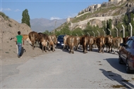 Κοπάδι αγελάδες με φόντο το Κάστρο του Βαν