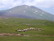 Ανατολική Ανατολία, Βαν (2014): Βοσκοί, πρόβατα, κατσίκες και πίσω οι χιονισμένες κορυφές των βουνών