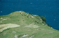 Αγελάδες στην άκρη της παφλαγονικής γης «μέσα» στη Μαύρη Θάλασσα (μακρινή λήψη)