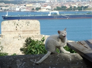 Κιλίτ Μαχίρ: Ο γάτος στις ευρωπαϊκές επάλξεις γυρίζει την πλάτη στα Δαρδανέλλια