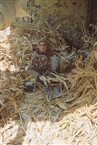 Καθαρίζοντας επί χιλιετίες καλαμπόκια... (Αν. Θράκη, Κρυόνερο / Soğucak 1998)