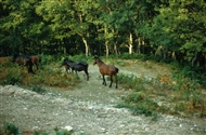 Κέχρος (Αύγουστος του 1982). Άλογα της Ροδόπης έξω από τον οικισμό
