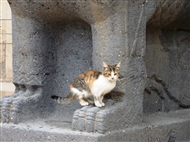 Ο μικρός γάτος που ξαποσταίνει στο πόδι του βασάλτινου λιονταριού στην είσοδο του Αρχ. Μουσείου στο Χαλέπι