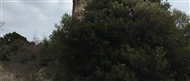 Άγρια βλάστηση γύρω από τον βυζαντινό Πύργο της Απολλωνίας