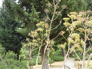 Νάρθηκας στο Τμήμα Ιστορικών Φυτών του Βοτανικού Κήπου Διομήδη