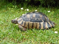 Στον Βοτανικό Κήπο Διομήδη: χελώνα αγαπητή και αιωνόβια απολαμβάνει την αττική άνοιξη (Μάιος του 2010)